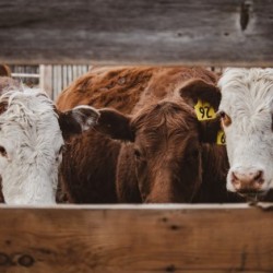 Cow Friends Hi Res   A3